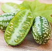 Мелотрия шершавая Колибри