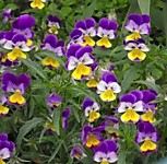 Фиалка рогатая Дама (рассада из семян) 