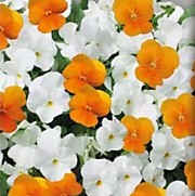 Фиалка рогатая Кокетка (рассада из семян) 