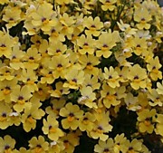 № 1 Немезия Nesia inca