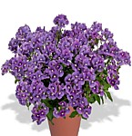 № 2 Немезия Nesia Denim