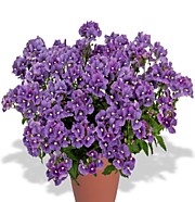 № 2 Немезия Nesia Denim