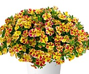 № 49 Калибрахоа Lia abstract lemon cherry