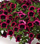 № 50 Калибрахоа Dracula