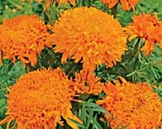Бархатцы прямостоячие Хризанта оранж