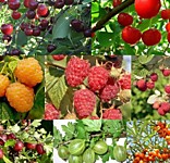 ПЛОДОВЫЕ САЖЕНЦЫ