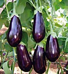 Баклажан Диамант F1