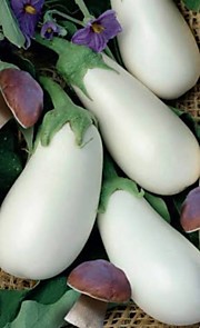 Баклажан Мечта грибника