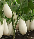 Баклажан Молочник