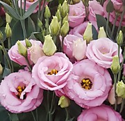 Эустома Арена III хот пинк