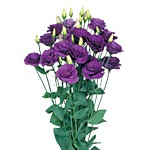 Эустома Мариачи блю