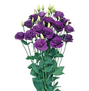 Эустома Мариачи блю