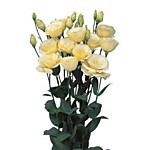 Эустома Мариачи еллоу