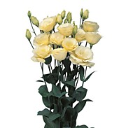 Эустома Мариачи еллоу