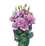 Эустома Мариачи лавандер