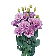 Эустома Мариачи лавандер