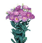 Эустома Мариачи мисти блю