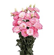 Эустома Мариачи мисти пинк