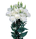 Эустома Мариачи пьюр вайт