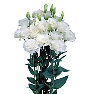 Эустома Мариачи пьюр вайт