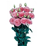 Эустома Мариачи пинк