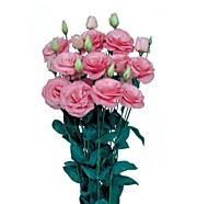 Эустома Мариачи пинк