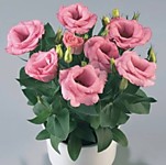 Эустома Рози пинк