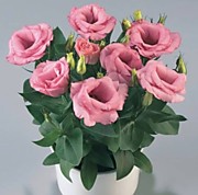 Эустома Рози пинк