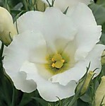 Эустома Сапфир вайт