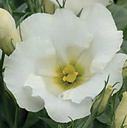 Эустома Сапфир вайт