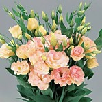 Эустома Супер мэджик шампань