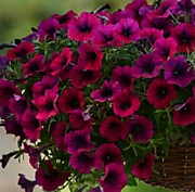 Петуния F1 Изи вэйв бургунди велюр (ампельная)