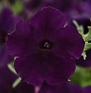 Петуния F1 Изи вэйв неви велюр (ампельная)