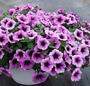 Петуния F1 Изи вэйв плам вейн (ампельная)