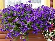 Петуния F1 Опера блю (ампельная)