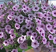 Петуния F1 Опера лилак айс (ампельная) 
