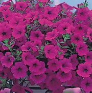 Петуния F1 Опера парпл (ампельная)