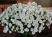 Петуния F1 Опера вайт (ампельная)