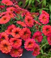 № 66 Петхоа (вегетат.)