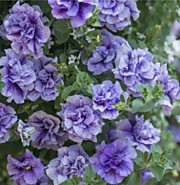 № 11 Петуния (вегет.) Tumbelina  priseilla