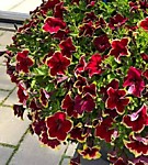 № 75 Петуния (вегет.) Surfinia Burgundy yellow pic