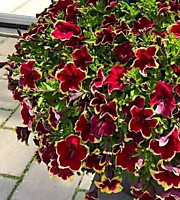 № 75 Петуния (вегет.) Surfinia Burgundy yellow pic