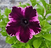 № 87 Петуния (вегет.) Crazytunia Cosmic violet