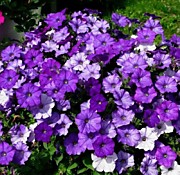 Петуния F1 Шок вэйв деним (ампельная)