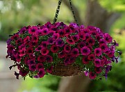 Петуния F1 Шок вэйв дип парпл (ампельная) 