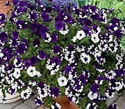 Петуния F1 Шок вэйв парпл тай дай (ампельная)