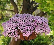 Петуния F1 Шок вэйв пинк вейн (ампельная) 