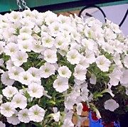 Петуния F1 Шок вэйв вайт (ампельная) 