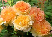 Роза Мулинекс (корнесобственная)