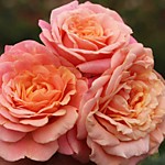Роза Пич мельба (корнесобственная)